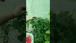 Aparajita flower Butterfly pea 🦋 Blue pea on my terrace garden 💙🌀 [upl. by Gilead]