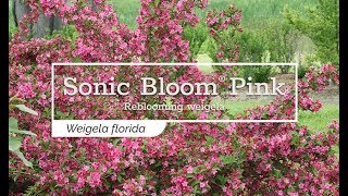 30 Seconds with Sonic Bloom® Pink Reblooming Weigela [upl. by Mairim498]