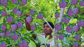 Sugar Apple Harvesting🍎😋 Made EASY with Purple Custard Apples [upl. by Hna971]