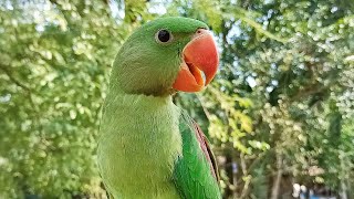 Baby Alexandrine Parrot Voice [upl. by Lerred55]