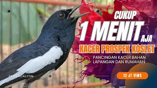 PANCINGAN KACER PROSPEK AGAR CEPAT KOSLET [upl. by Kobylak]