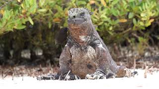 Galápagos finch is cleaning a marine iguana [upl. by Laikeze]