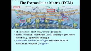 292 The Extracellular Matrix [upl. by Kenay]