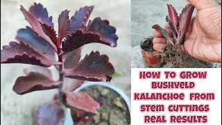 how to grow bushveld kalanchoe from stem cuttings  kalanchoe sexangularis propagation [upl. by Jemmy886]