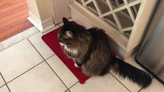 Norwegian Forest Cat Agnes Talking [upl. by Teodor]