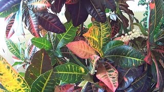 Croton Plant  Visual Identification [upl. by Willis]