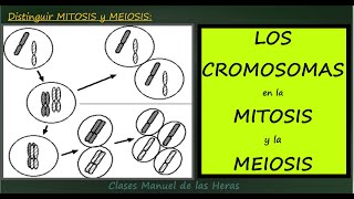 Los CROMOSOMAS en la MITOSIS y la MEIOSIS Cromosomas y División Celular en Eucariotas Biología [upl. by Taylor]