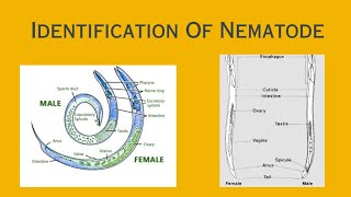 What is Nematodes  Identification of Nematodes [upl. by Spenser]