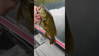 bassfishing smallmouth fishing bigfish bass fatfish bigbass fallfishing smallmouthnation [upl. by Ahcas]