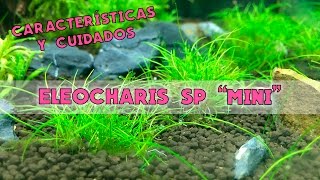 Eleocharis SP Mini  Características y cuidados [upl. by Ordnael]