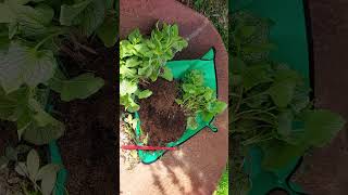 Dividing Brunnera Jack Frost into 3 Plants  Spring 2024 can ZOOM IN Garden [upl. by Shelburne]