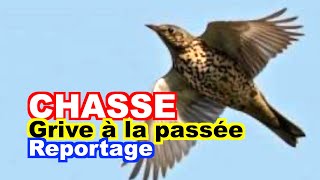 CHASSE  La grive à la passée [upl. by Ettenal970]