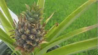 pineapple growing time lapse [upl. by Weitman306]