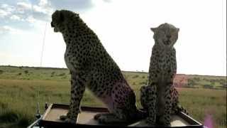 Cheetah Jumping up onto our Land Rover [upl. by Gerald445]