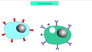 5V 3e afweerlinie  humorale afweer [upl. by Silberman]