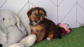 Shorkie Puppy Rascal SD 480p [upl. by Rhines]