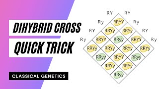 Introducing Divs and controlling them with classes and ids [upl. by Ladnyc]