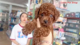 Combo đầy đủ thức ăn chuồng nuôi và vật dụng nuôi chó poodle tại LoHa Pet Shop [upl. by Morehouse]