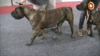 Presa Canario in European Dog Show 2016 B [upl. by Gaspard]