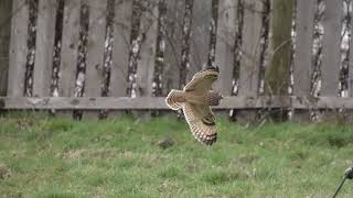 ShortEared Owl inflight [upl. by Pulchia]