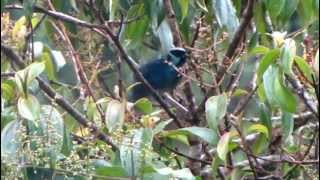 Berylspangled Tanager  Tangara nigroviridis  Tangaras de Colombia  Tanagers [upl. by Heng]