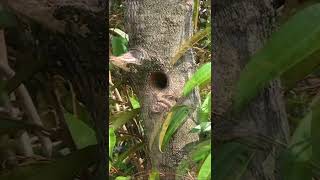 Hungry Baby Barbet Screaming Sound Like a Cat – Parent Birds Feeding Chick at Nesthole [upl. by Derdlim483]