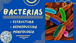 Generalidades de las Bacterias Estructura Reproducción y Morfología [upl. by Kaufman]