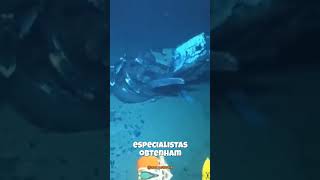 ASSIM FICOU O SUBMERSIVEL TITAN DA OCEAN GATE APÓS A IMPLOSÃO trending foryou fypシ゚viral [upl. by Inigo]