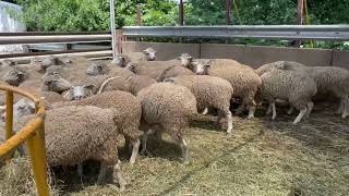 58 Polypay Ewes Exposed to Polypay Rams  71923 [upl. by Dorina815]