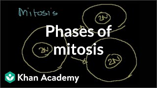 Phases of Mitosis [upl. by Annaillil]