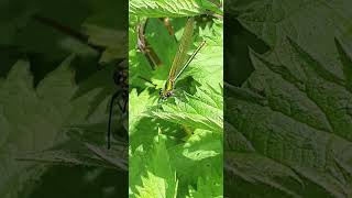 Calopteryx splendens  Banded demoiselle  Caloptéryx éclatant [upl. by Arodoeht]