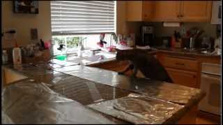 Cat countertop surfing prevention aluminum foil and packing tape [upl. by Halette]