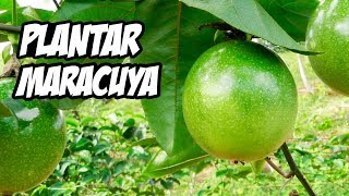 COMO CULTIVAR MARACUYÁ CON ÉXITO 😍  Huerto Orgánico [upl. by Porte]