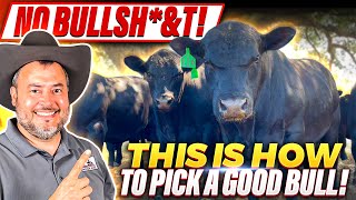 RAISING BEEF CATTLE FOR BEGINNERS – How to Select a Bull for Breeding [upl. by Nagah]