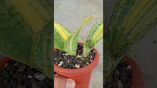 Sansevieria sp tanzania varigatedsansevieria houseplants shorts [upl. by Port]