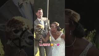 WEDDING LLAMAS 🦙🥰 shorts toastweddingfilms toastweddings animals [upl. by Cheney722]