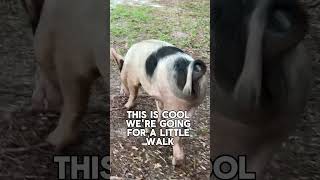 🐖 CAN You Walk A Pig Farm Life Homestead 🐽 shorts pig dog [upl. by Boonie]