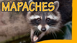 🦝 MAPACHES Información al detalle [upl. by Marcelline]