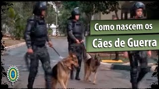 EN 189  Como nascem os Cães de Guerra do Exército [upl. by Alecram796]