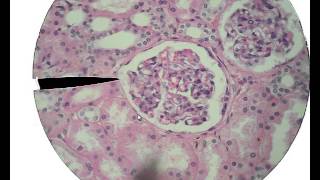 Histology for Beginners [upl. by Patrizio]