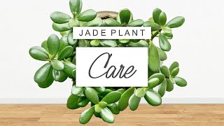 Jade Plant Care 🌱 Tips  Tricks For Crassula Ovata And PROPAGATION GUIDE [upl. by Macrae]