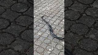 Blacksnakes mating [upl. by Rashida]