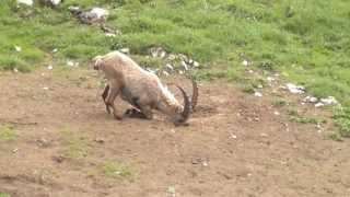 Bouquetin à la Montagne de Sous Dine en Haute Savoie [upl. by Ayikahs]