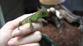 Baby Chinese Water Dragons [upl. by Aissela]