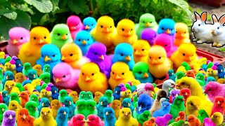 Colorful Chickens World Cute Chickens Rainbows Chickens Cute Ducks Cat Rabbit Cute Animals [upl. by Ramedlav]