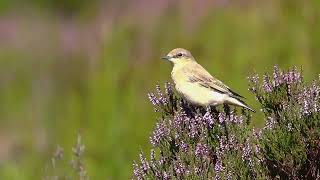 Female Wheatear in the Heather [upl. by Nolram]