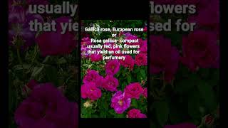 30 MOST BEAUTIFUL ROSE VARIETIES and TYPES IN THE WORLD flowers rose most [upl. by Garett]