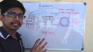 Endotoxin  lipopolysaccharide or LPS [upl. by Hendren]