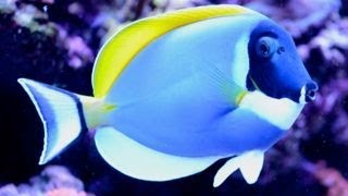 Care for Powder Blue Tang 粉藍吊 Acanthurus leucosternon [upl. by Egidius659]