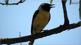 Ασπροκωλίνα Αρσενικό Πουλί Κελάηδημα  Eastern blackeared wheatear singing [upl. by Dotti]